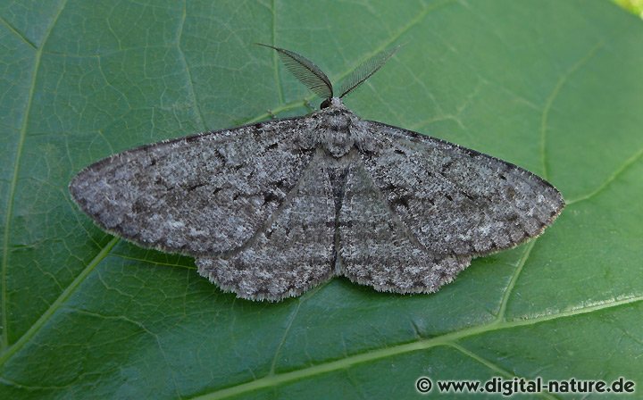 Große Rindenspanner Hypomecis roboraria