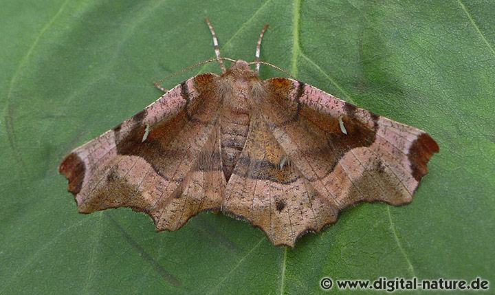 Selenia tetralunaria Merkmale