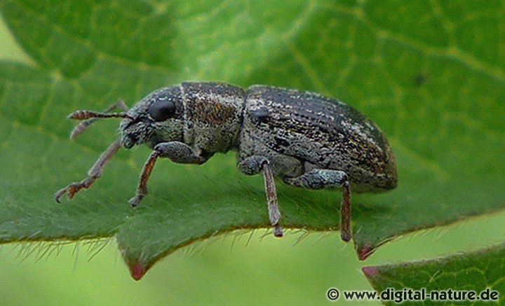 Wiesenplatterbsen-Blattrandrüssler Sitona suturalis