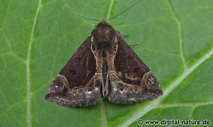 Heidelbeer-Schnabeleule Hypena crassalis