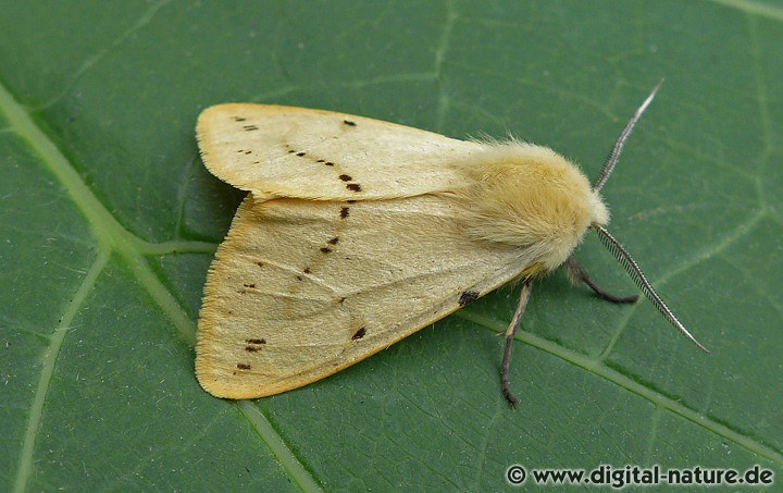 Gelber Fleckleibbär oder Gelbe Tigermotte (Spilarctia lutea)