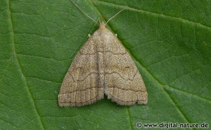 Braungestreifte Spannereule Herminia tarsicrinalis