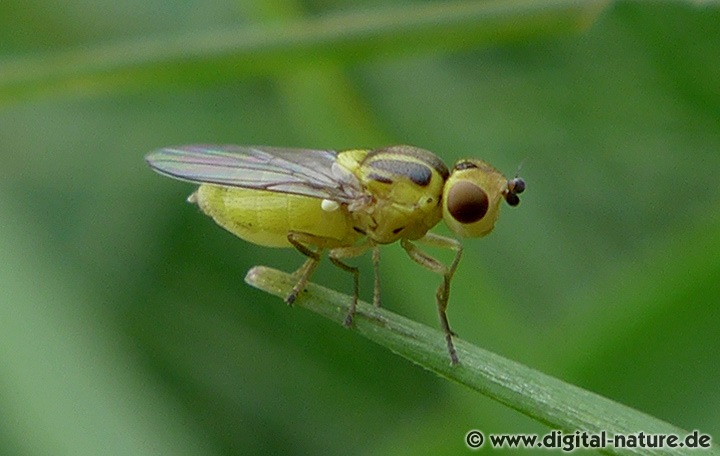 Halmfliegen Gattung Chlorops