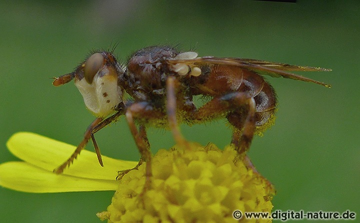 Dickkopffliege Myopa buccata