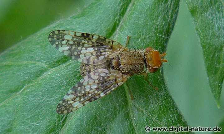 Beifuß-Bohrfliege Oxyna parietina