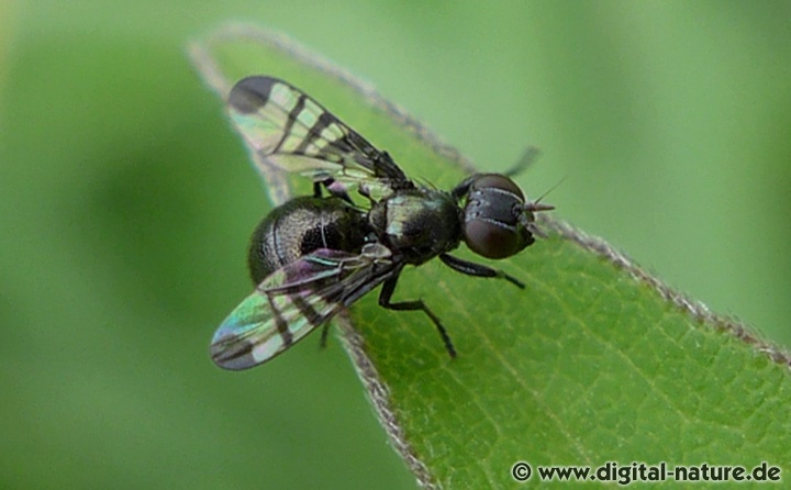 Breitmundfliege Rivellia syngenesiae