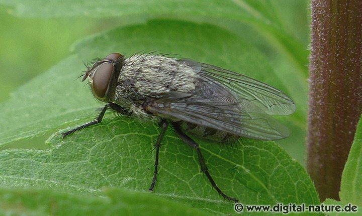 Schmeißfliege Pollenia