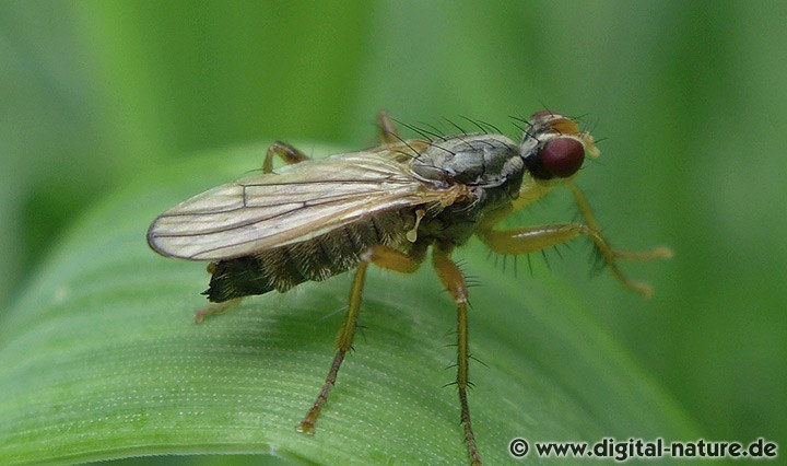 Dungfliege Norellisoma cf. striolatum