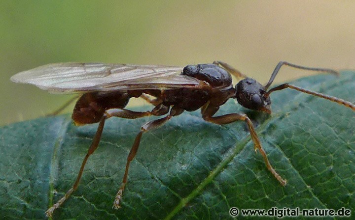 Unbestimmtes Myrmica Männchen