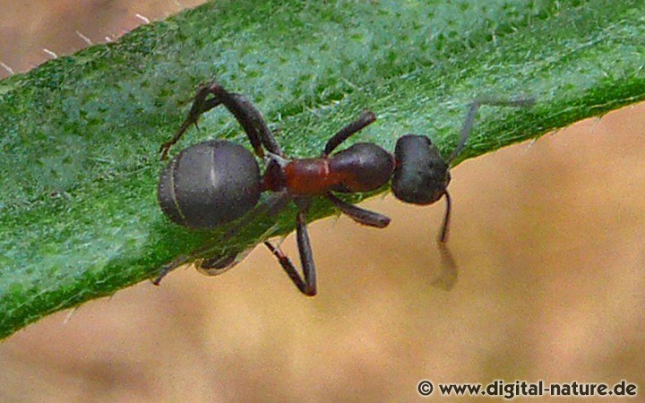 Formica pratensis Merkmale