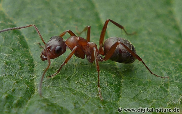 Rotbärtige Sklavenameise Formica rufibarbis