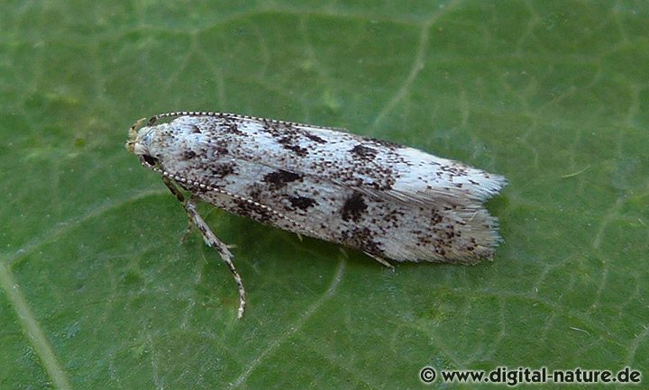 Palpenmotte Chionodes electella