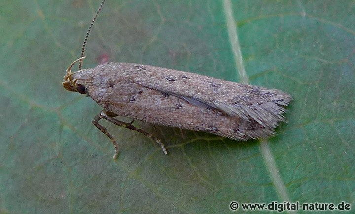 Palpenmotte Bryotropha terrella