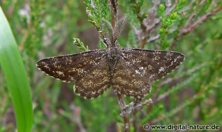 Heidespanner Ematurga atomaria Männchen