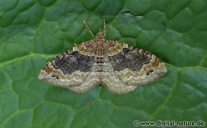 Dunkler Rostfarben-Blattspanner Xanthorhoe ferrugata