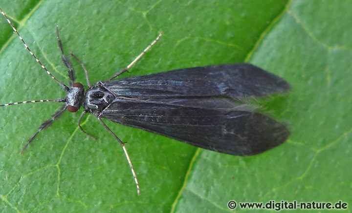 Langfühler-Köcherfliege Mystacides azurea