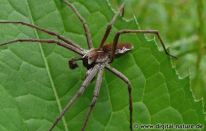 Pisaura mirabilis sucht in der Vegetation aktiv nach Beute