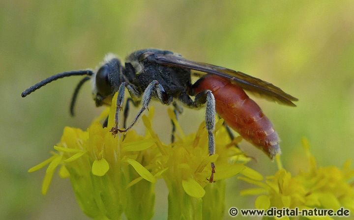 Sphecodes albilabris Männchen