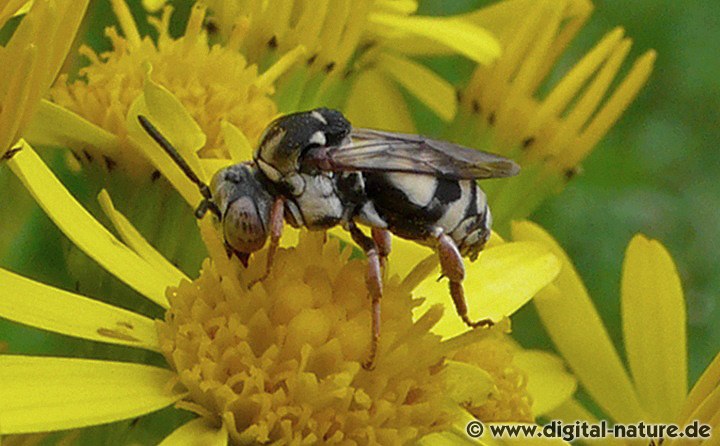 Epeolus variegatus Männchen