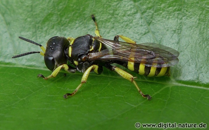 Breite Fliegengrabwespe oder Ufer-Fliegenjäger