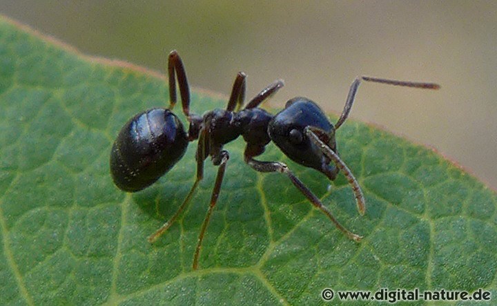 Die Art ernährt sich ausschließlich von Honigtau