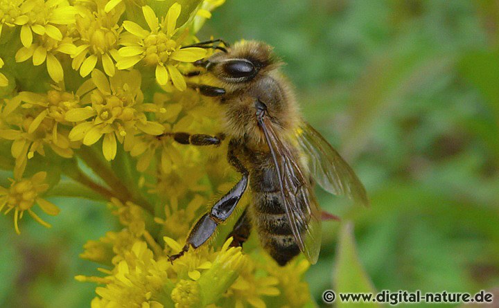 Von der Honigbiene gibt es bei uns keine Wildform