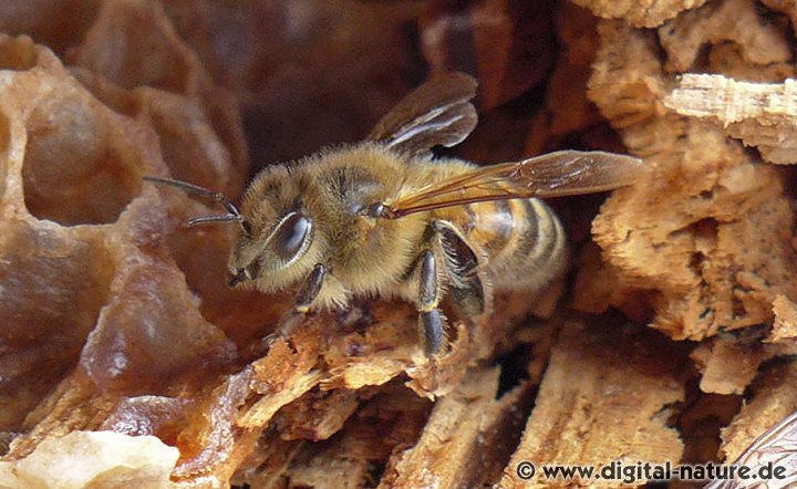 Italienische Biene: Apis mellifera ligustica