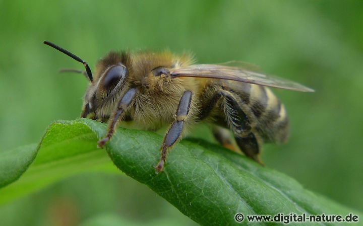 Apis mellifera (Arbeiterin) Honigmagen