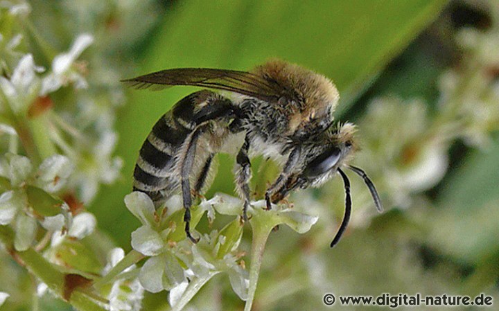 Efeu-Seidenbiene Colletes hederae