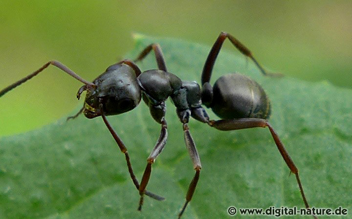 Grauschwarze Sklavenameise Lebensräume