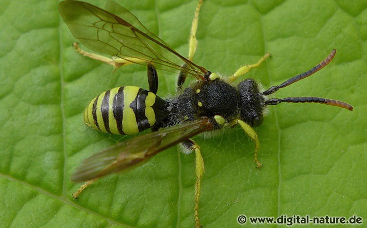 Nomada succincta Männchen