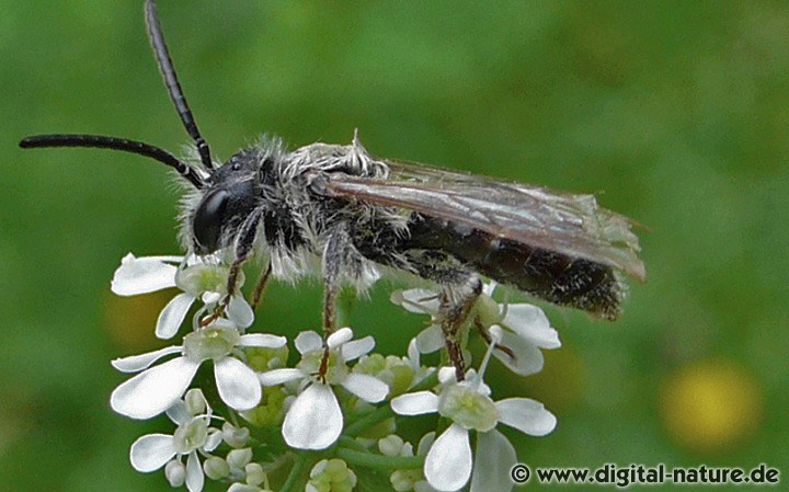 Andrena proxima Männchen