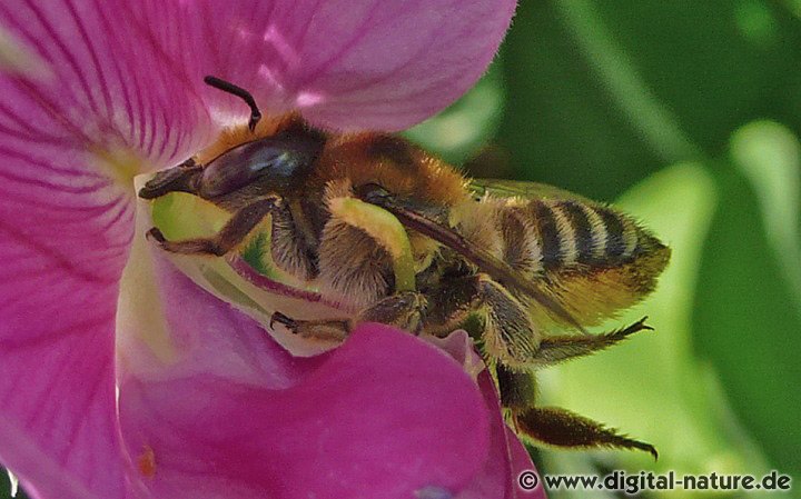 Garten-Blattschneiderbiene Weibchen