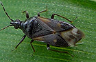 Anthocoris confusus