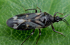 Anthocoris nemoralis