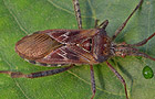 Leptoglossus occidentalis