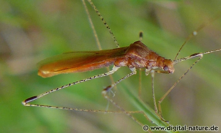 Hexenkraut-Wanze Metatropis rufescens