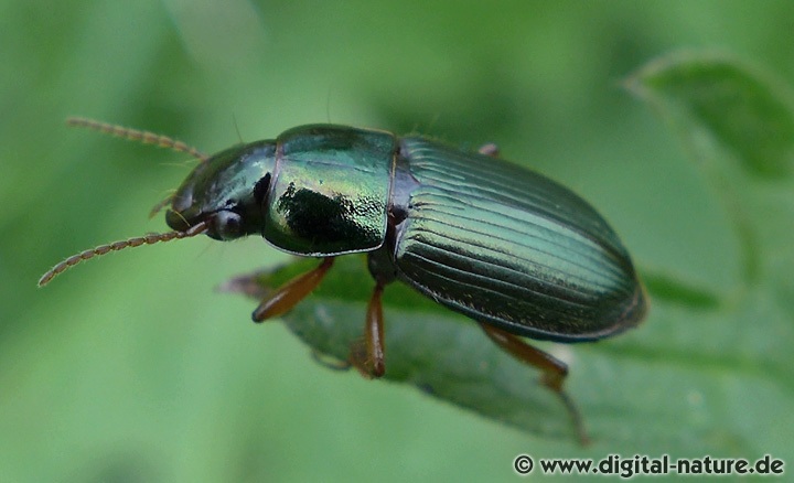 Harpalus affinis hat Borsten an den Flügeldeckenseiten