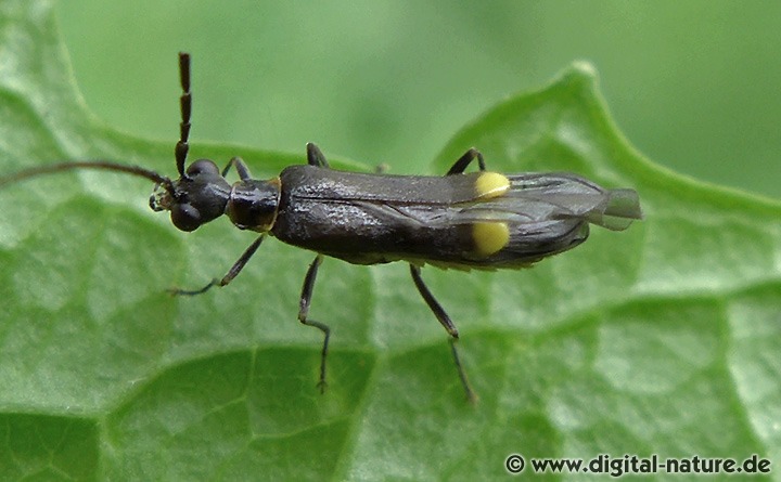 Gerandeter Fliegenkäfer Malthodes cf. marginatus