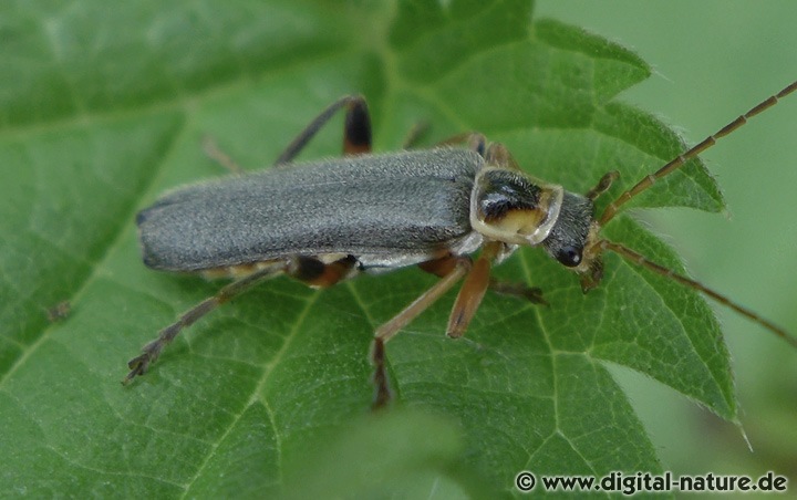 Weichkäfer Cantharis nigricans