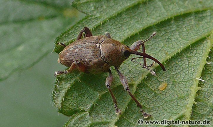 Curculio glandium Männchen