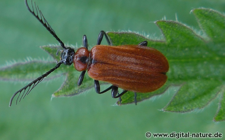 Schizotus pectinicornis findet man in Laub- oder Mischwäldern