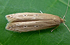 Limnaecia phragmitella