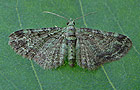 Pasiphila rectangulata