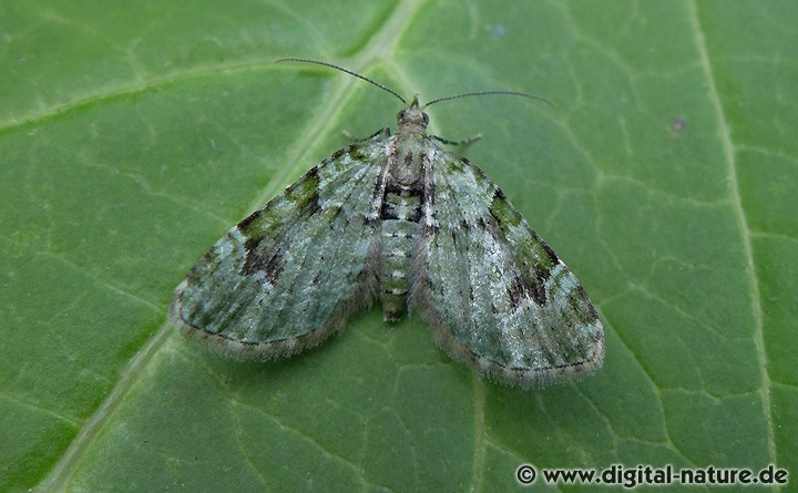 Grüner Blütenspanner Chloroclystis v-ata