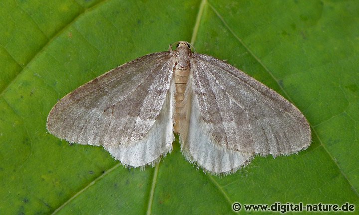 Buchen-Frostspanner Operophtera fagata