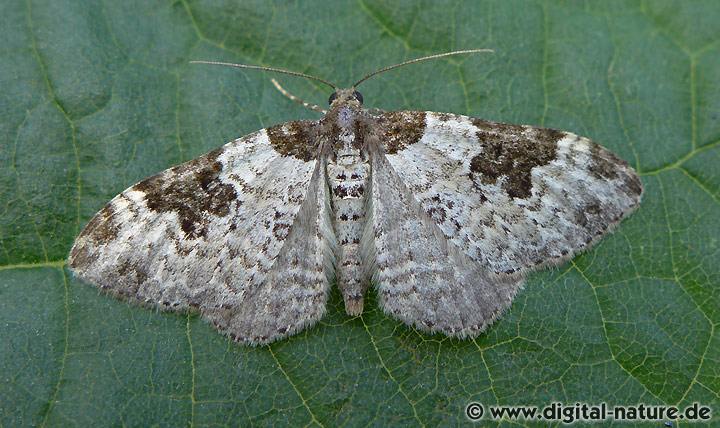 Garten-Blattspanner Xanthorhoe fluctuata