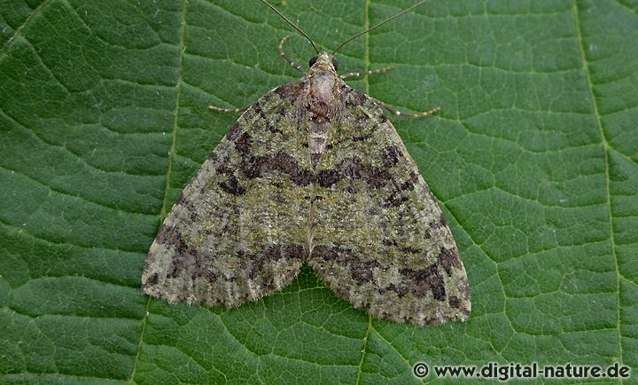 Heidelbeer-Palpenspanner Hydriomena furcata