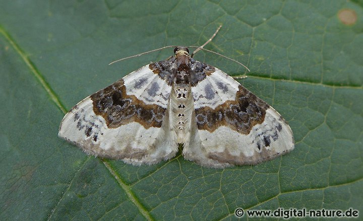 Schwarzaugen-Bindenspanner Cosmorhoe ocellata