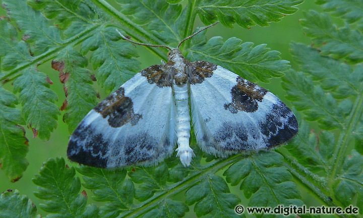 Milchweißer Bindenspanner Plemyria rubiginata